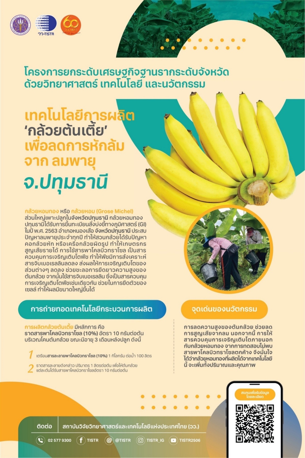 เทคโนโลยีการผลิตกล้วยต้นเตี้ยเพื่อลดการหักล้มจากพายุ