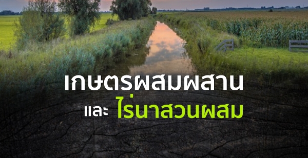 เกษตรผสมผสานและไร่นาสวนผสม ความคุ้มค่าของเกษตรกร