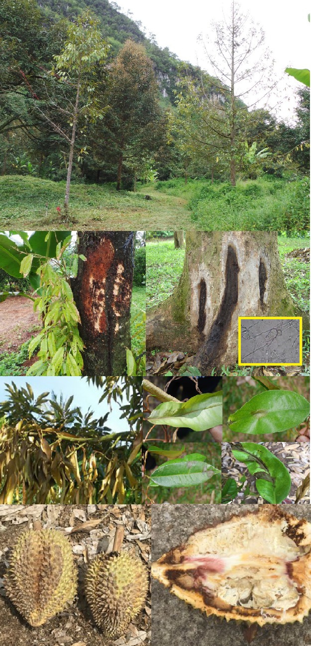 ระวัง โรครากเน่า โคนเน่า (เชื้อรา Phytophthora palmivora) ในทุเรียน