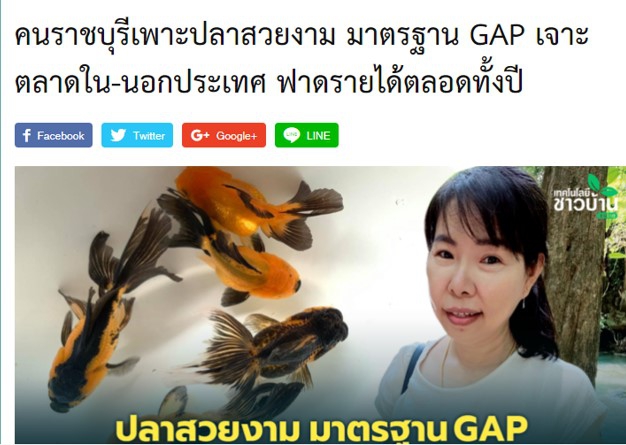 คนราชบุรีเพาะปลาสวยงาม