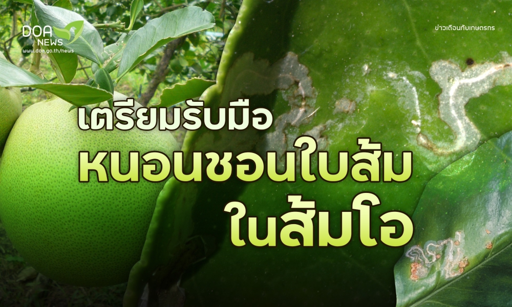 เตรียมรับมือหนอนชอนใบส้มในส้มโอ