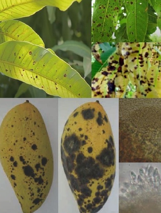 ระวัง โรคแอนแทรคโนส (เชื้อรา Colletotrichum gloeosporioides) ในมะม่วง