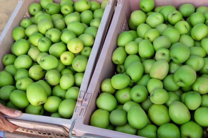 พุทรานมสด หวาน กรอบ อยากกินต้องสั่งจองข้ามปี