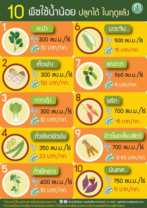 10 พืช ใช้น้ำน้อย ปลูกได้ ในฤดูแล้ง