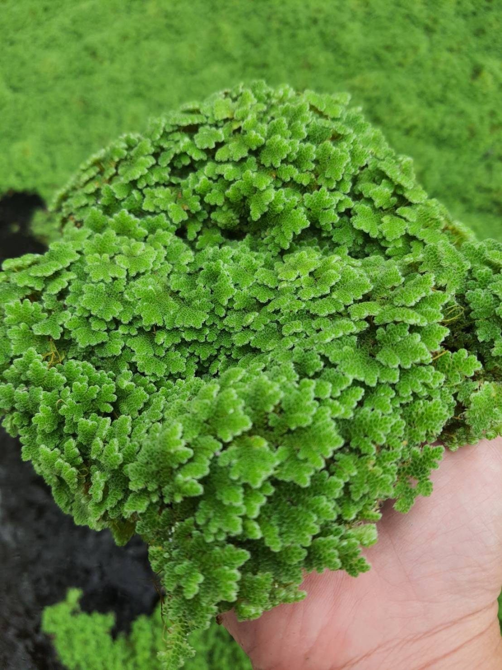 แหนแดง แหล่งไนโตรเจนชั้นยอด สุดยอดโปรตีนชั้นเยี่ยม