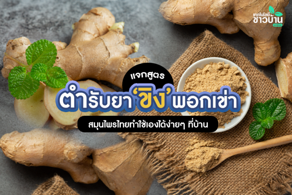 แจกสูตรตำรับยาพอกเข่าฉบับสมุนไพรไทย