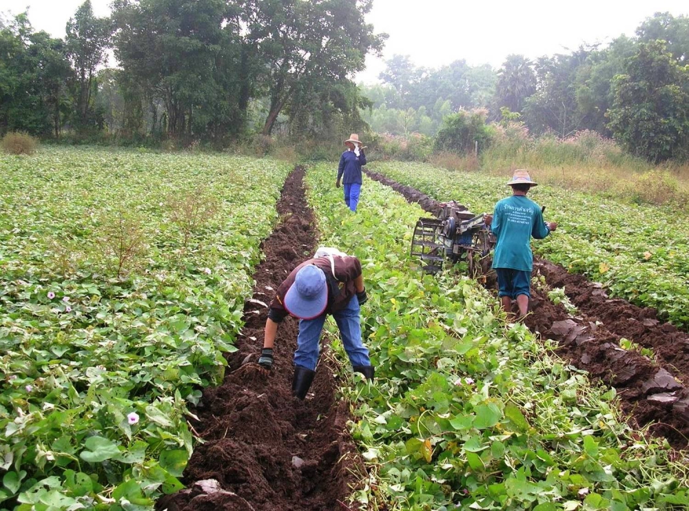 การใช้เทคโนโลยีการผลิตมันเทศ