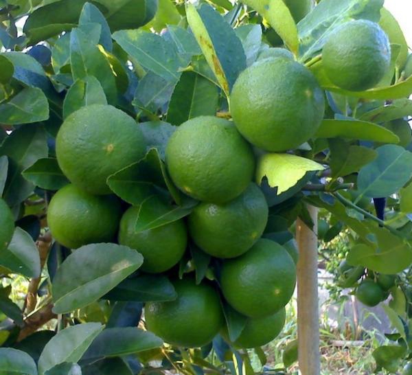 ไอเดียชำกิ่งมะนาวด้วยยอด