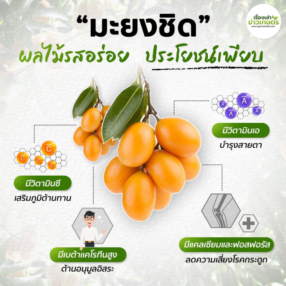 ประโยชน์ของมะยงชิด
