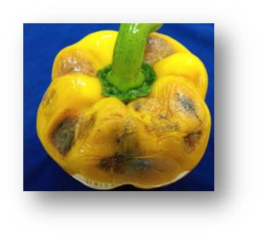 กำจัดเชื้อราใบเหลืองใบหงิกใบงอใบจุด