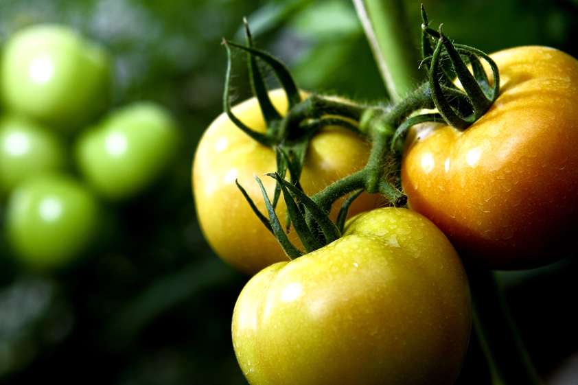 ทำไมเพิ่งรู้!!3สิ่งนี้ใส่หลุมปลูกอะไรก็งามแม้ไม่ค่อยรดน้ำ