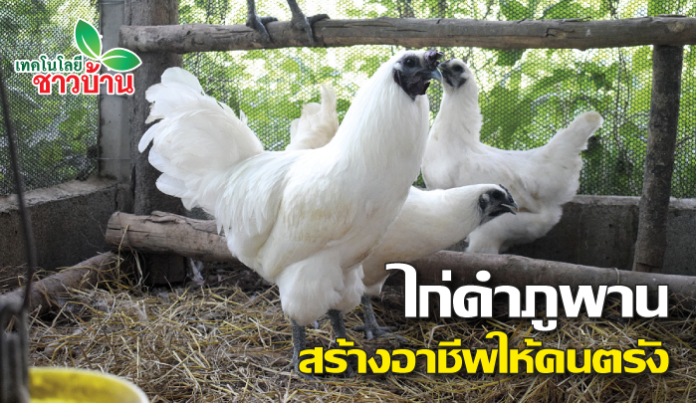 “ไก่ดำภูพาน”สัตว์เศรษฐกิจทำเงิน
