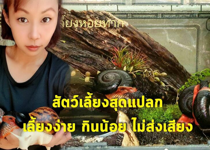 สัตว์เลี้ยงสุดแปลก เลี้ยงง่าย กินน้อย ไม่ส่งเสียง