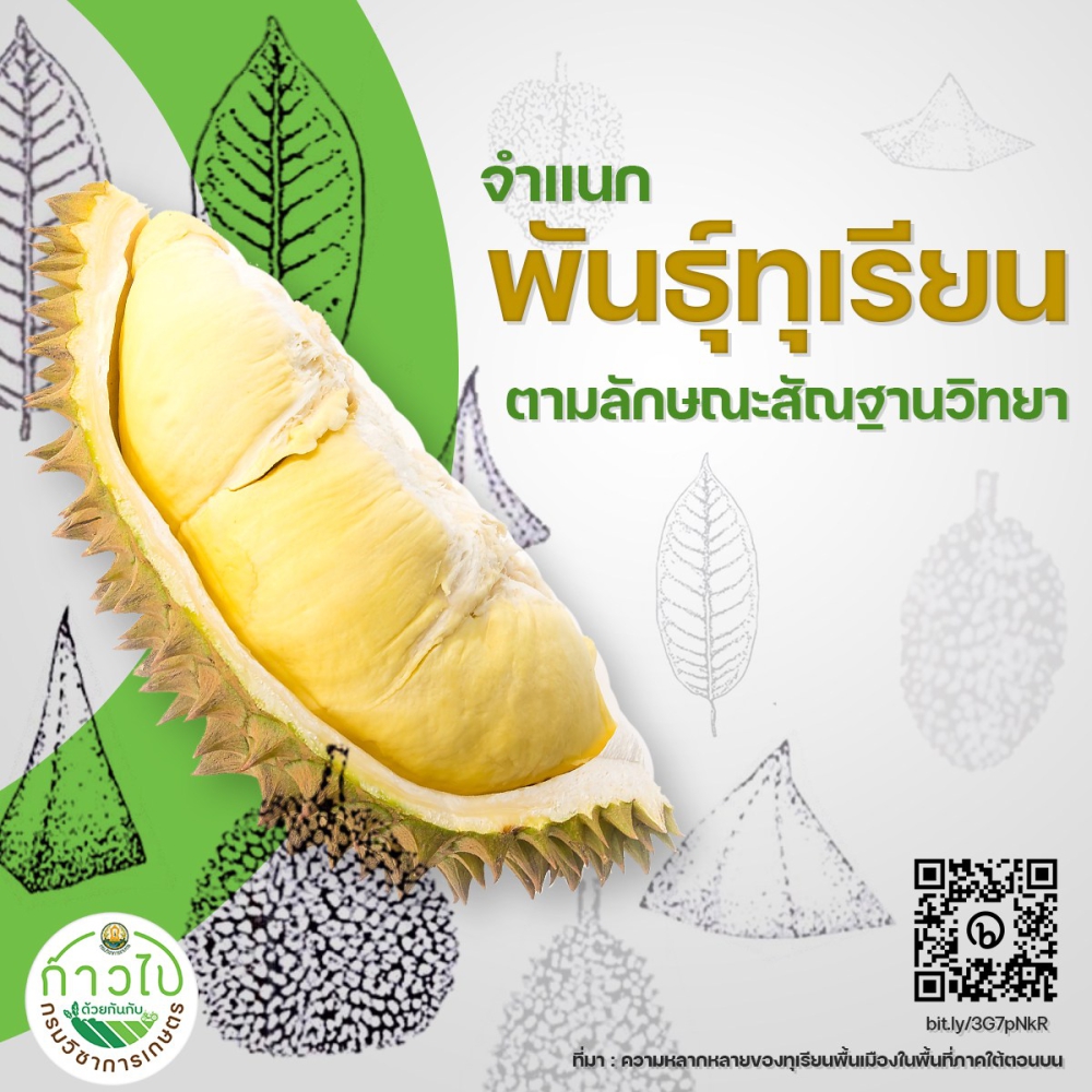 การจำแนกพันธุ์ทุเรียนตามลักษณะสัณฐานวิทยา