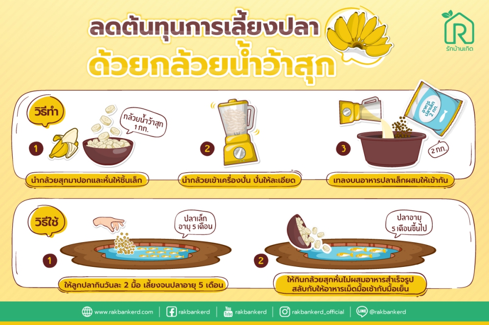 ลดต้นทุนเลี้ยงปลา ด้วยกล้วยน้ำว้าสุก