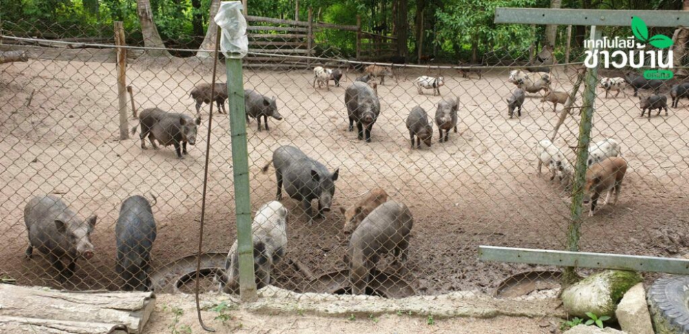 สาวพะงันเพาะหมูป่าเลือดร้อย