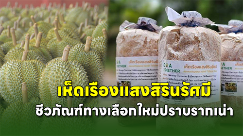 เห็ดเรืองแสงควบคุมโรครากเน่าโคนเน่าทุเรียน