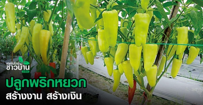 ปลูกพริกหยวก สร้างงาน สร้างเงิน