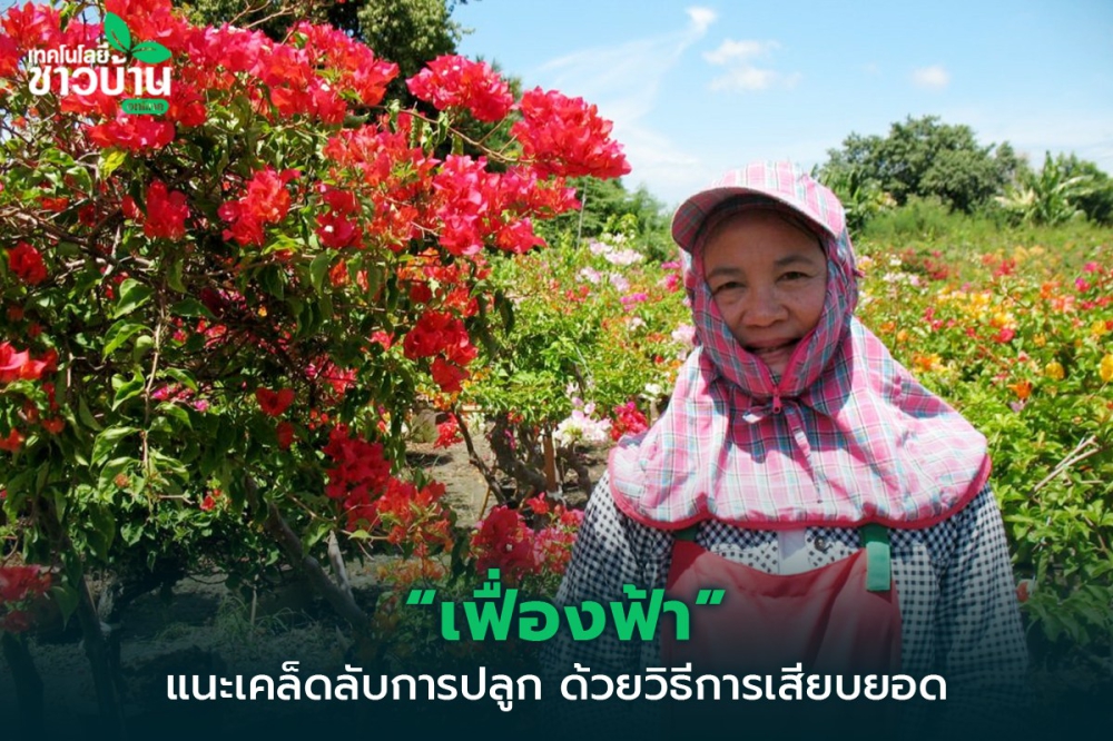 เทคนิคการปลูกขยายพันธุ์เฟื่องฟ้าแบบเสียบยอด