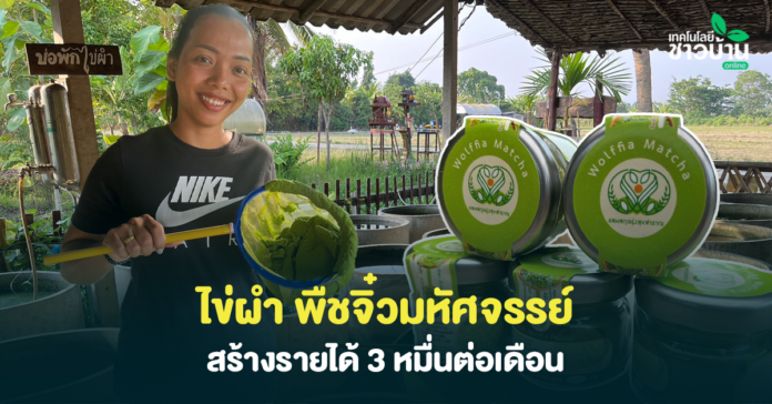 ไข่ผำพืชจิ๋วมหัศจรรย์14วันตักขายสร้างรายได้