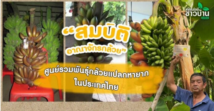 ศูนย์รวมพันธุ์กล้วยแปลกหายากในประเทศไทย