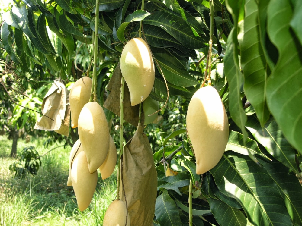 ปุ๋ยน้ำสูตรเร่งโตใช้ได้กับพืชทุกชนิด