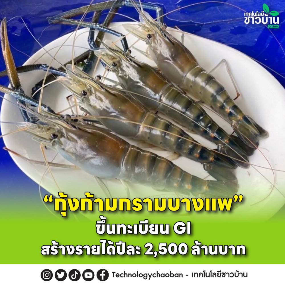 “กุ้งก้ามกรามบางแพ”