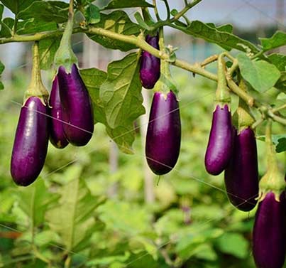 การขยายพันธุ์มะเขือยาวก็ง่ายและรวดเร็วมาก