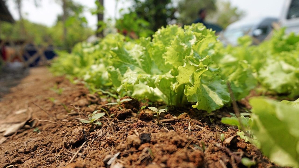 เกษตรอินทรีย์คืออะไร...?