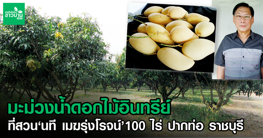 นทีเมฆรุ่งโรจน์กับสวนมะม่วงน้ำดอกไม้สีทองอินทรีย์