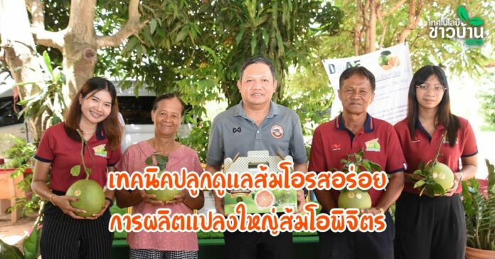 เทคนิคปลูกดูแลส้มโอรสอร่อย