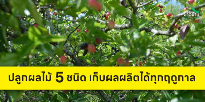 ปลูกผลไม้ 5 ชนิด มีผลผลิตเก็บได้ทุกฤดูกาล