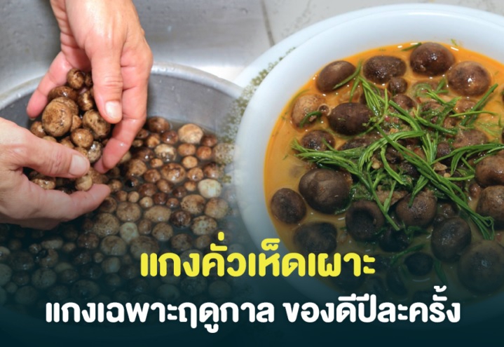 แกงคั่วเห็ดเผาะ แกงเฉพาะฤดูกาล ของดีปีละครั้ง
