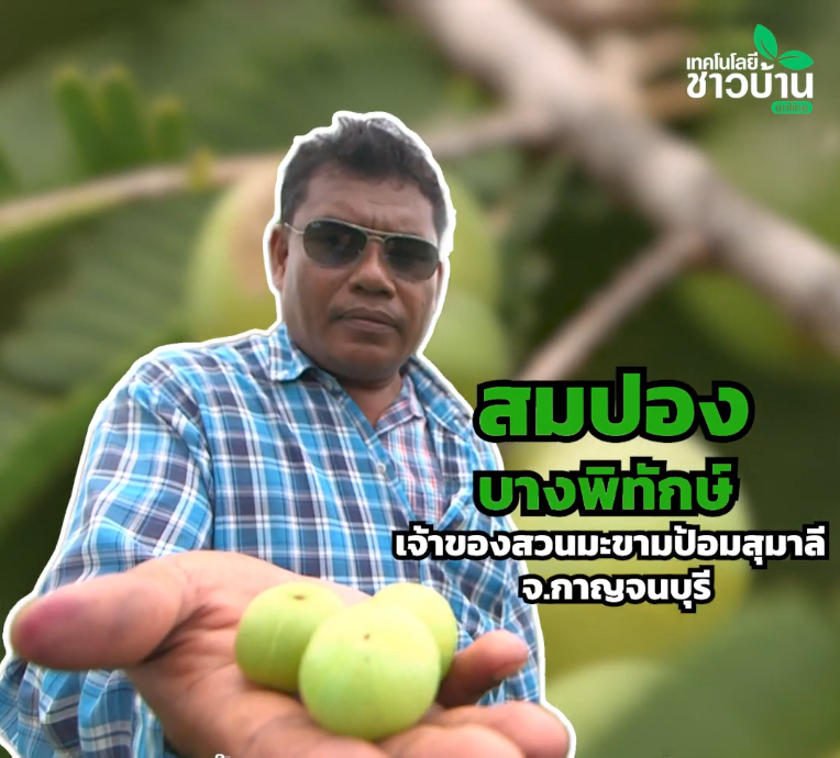 “แป้นสยาม” มะขามป้อมต้นเตี้ย ลูกใหญ่ ติดผลดก
