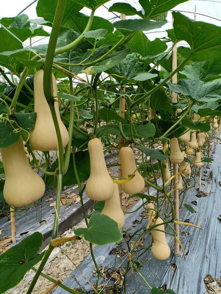 ปลูกฟักทองบัตเตอร์นัท