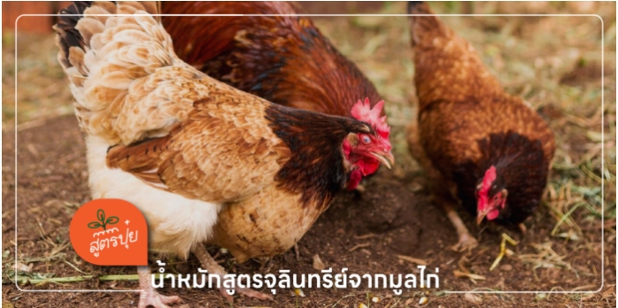 สูตรน้ำหมักจุลินทรีย์จากมูลไก่