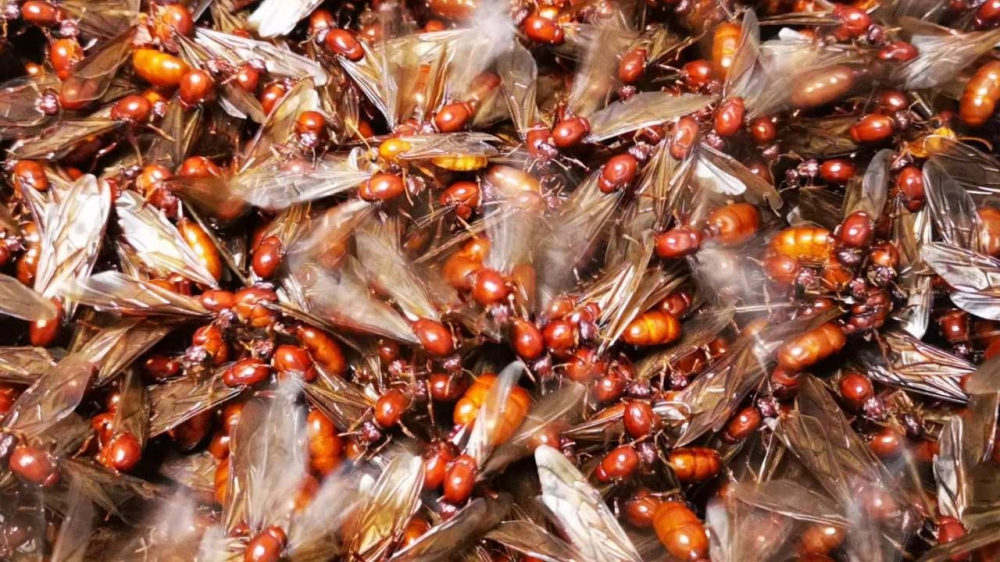 แหล่งอ้างอิงรูปภาพ : https://www.thairath.co.th/news/local/north/2691079