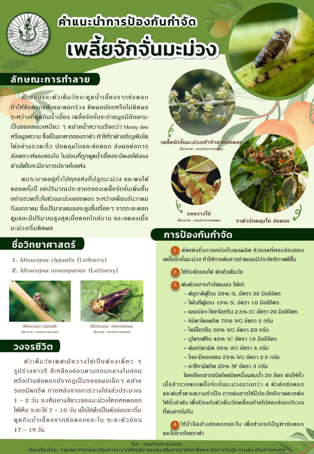 การป้องกันกำจัดเพลี้ยจักจั่นมะม่วง