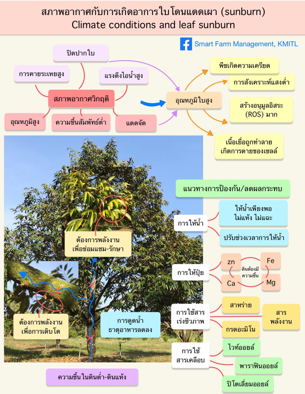 การเกิดอาการใบโดนแดดเผา (sunburn)