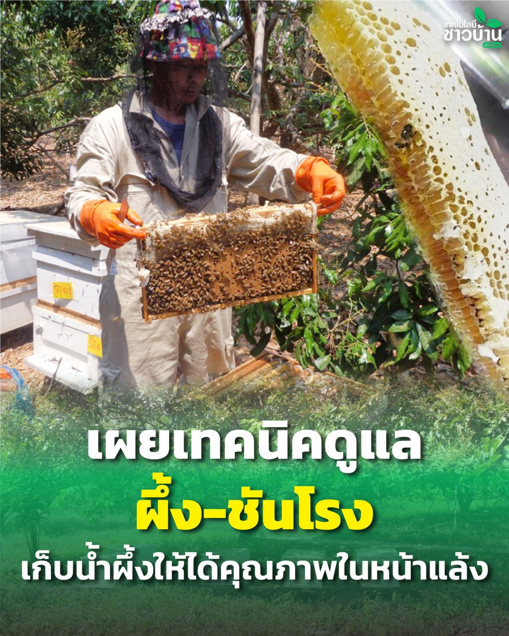 เผยเทคนิคดูแลผึ้ง-ชันโรงเก็บน้ำผึ้งให้ได้คุณภาพในหน้าแล้ง