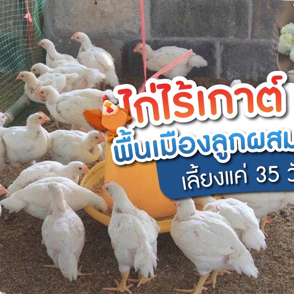 ไก่สายพันธุ์เคเคยูวัน (KKU 1)