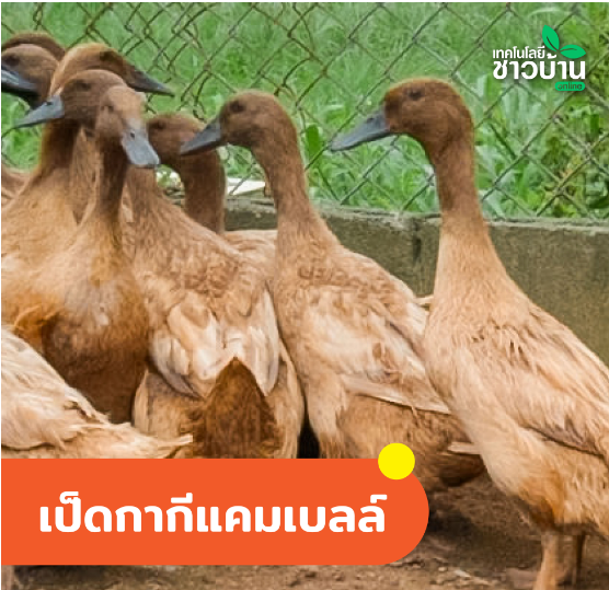 5 สายพันธุ์เป็ดไข่ ที่นิยมเลี้ยง เก็บไข่ขายได้ทุกวัน