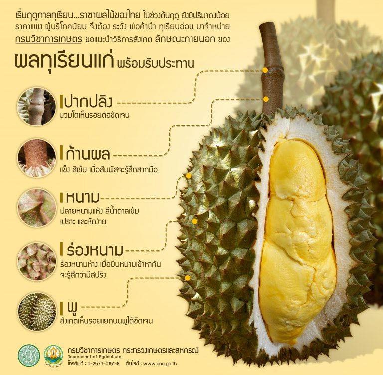 การสังเกตุผลทุเรียนแก่พร้อมรับประทาน