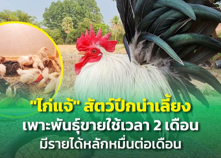 ไก่แจ้สัตว์ปีกน่าเลี้ยง