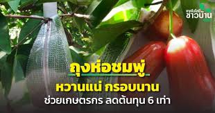 ถุงห่อชมพู่หวานแน่กรอบนานสิ่งประดิษฐ์ไทยช่วยเกษตรกร