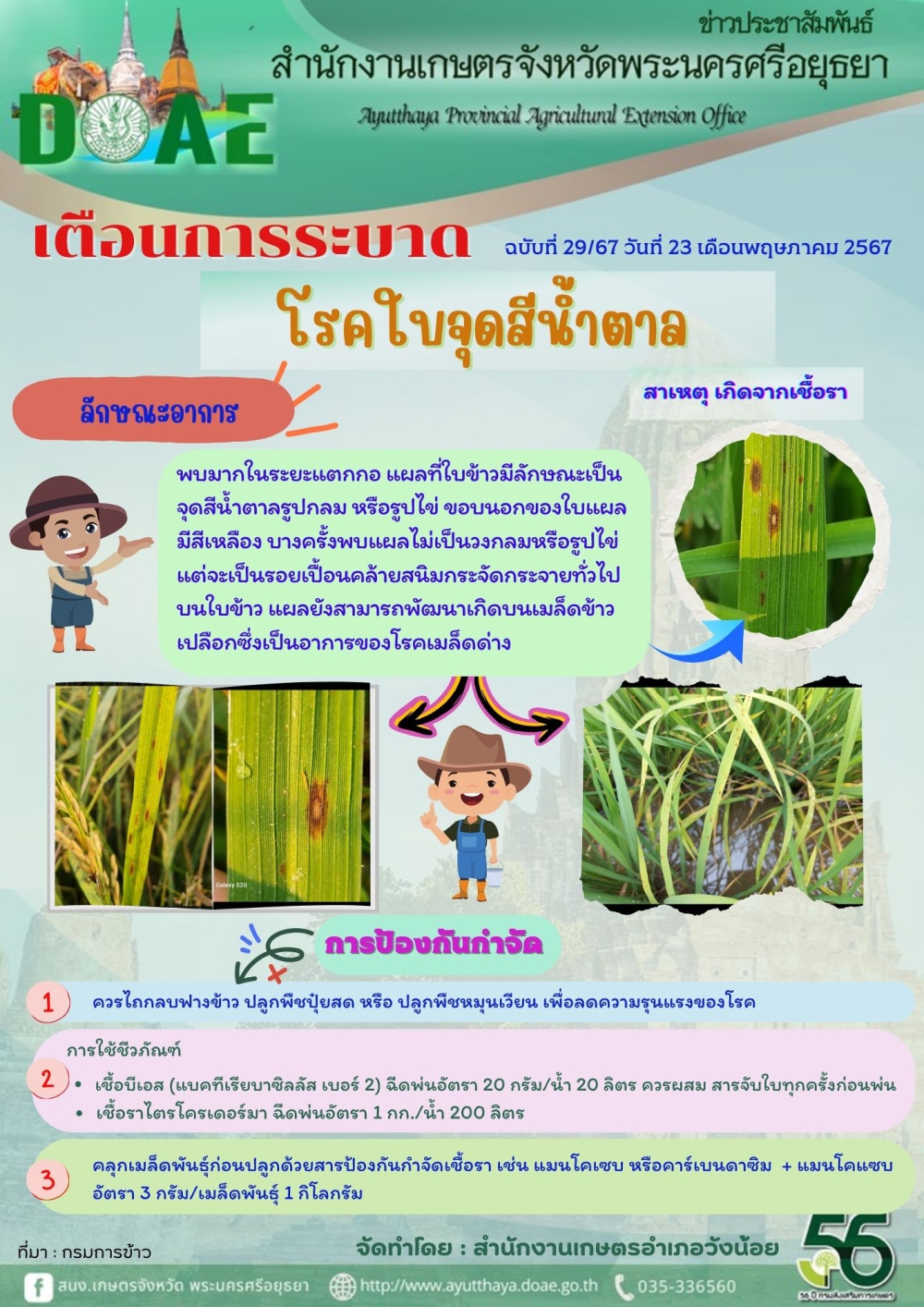ใบจุดสีน้ำตาลในข้าว