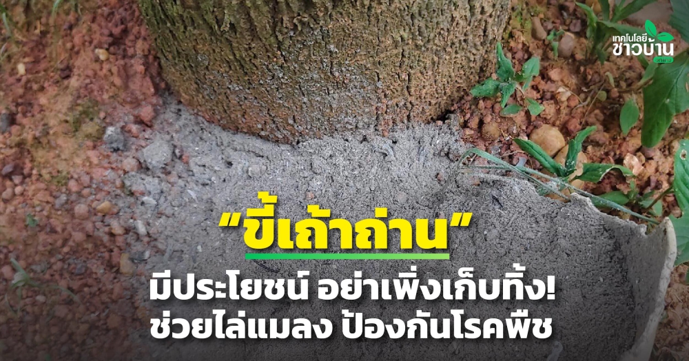 ขี้เถ้าถ่านมีประโยชน์กว่าที่คิด