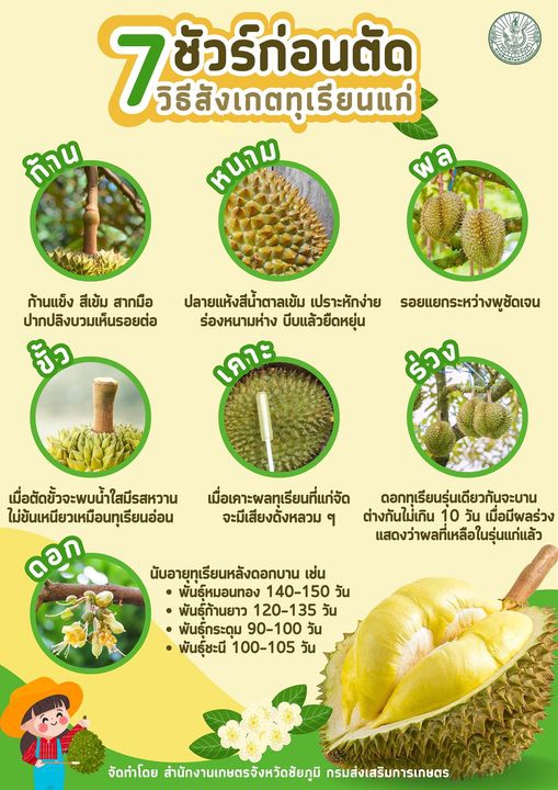 7ชัวร์ก่อนตัด วิธีสังเกตุทุเรียนแก่