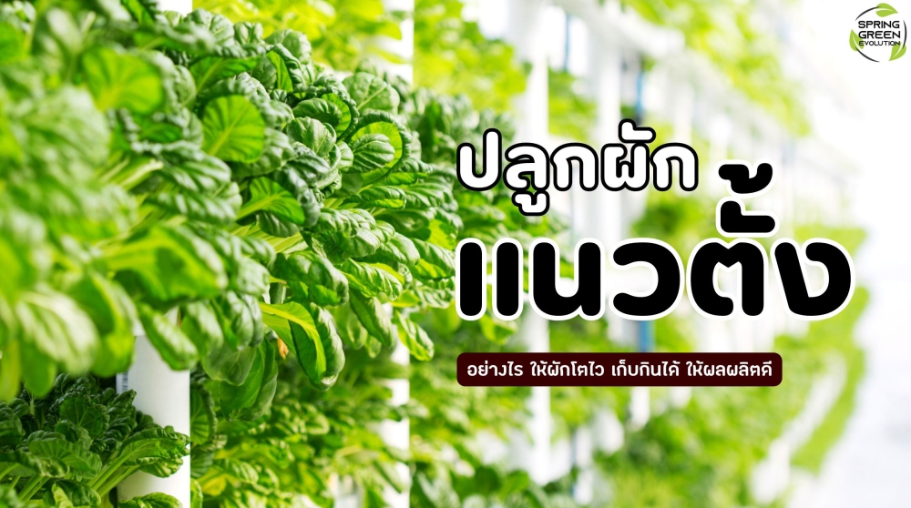 การปลูกผักแนวตั้ง
