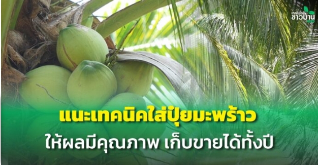 แนะเทคนิคใส่ปุ๋ยมะพร้าว